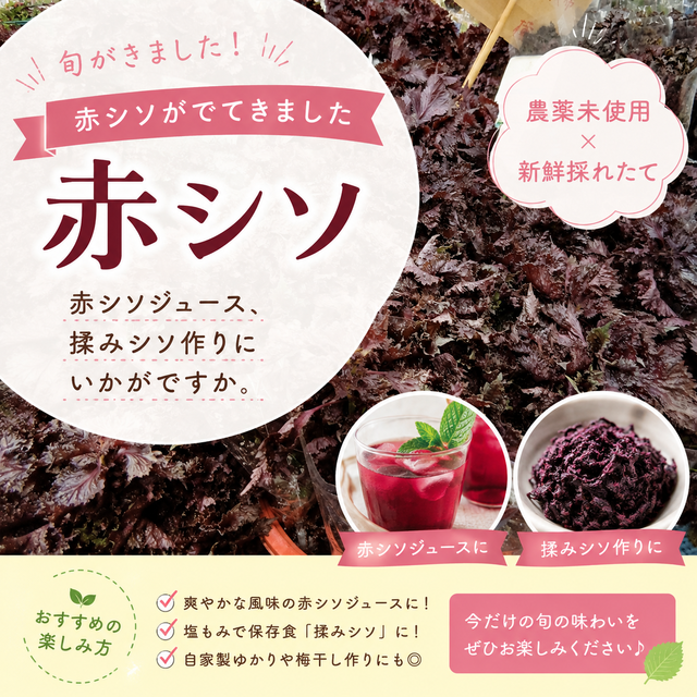 赤シソ
