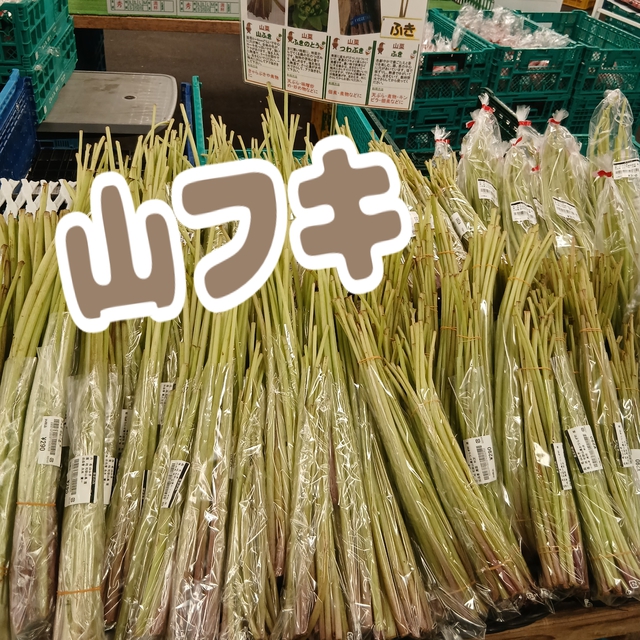 山フキ