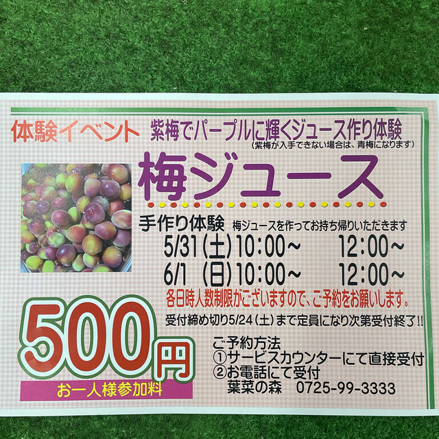 梅ジュース作り体験