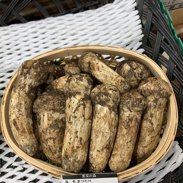 まつたけ1