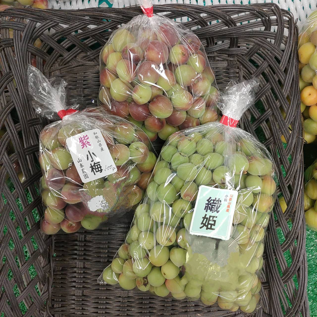 紫小梅　