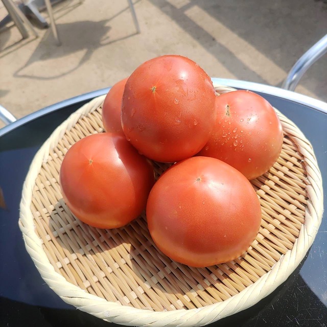 天野高原トマト