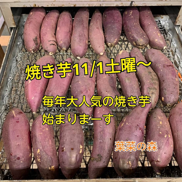 焼き芋11/1から