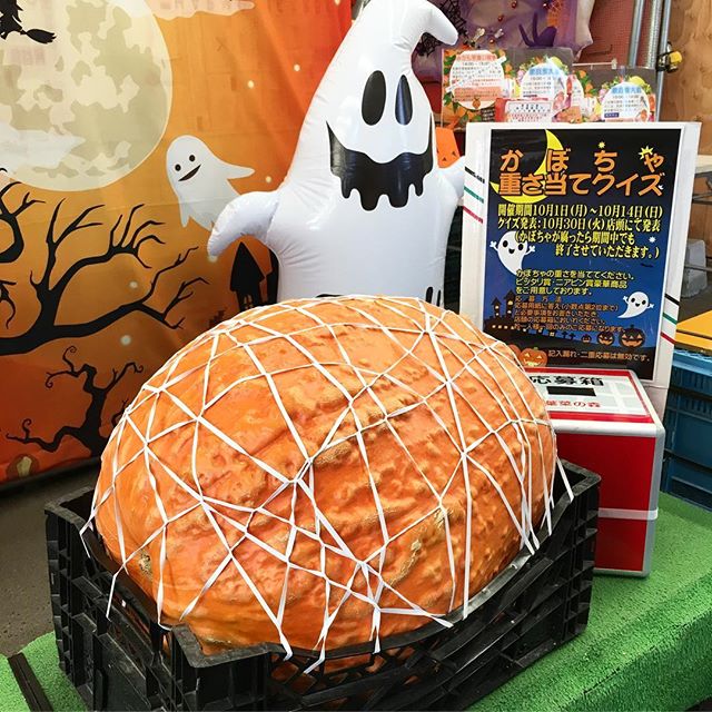 かぼちゃ重さ当てクイズ開催中！2